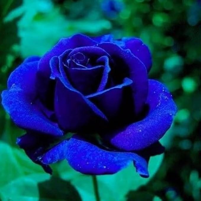 Blue Rose Seeds